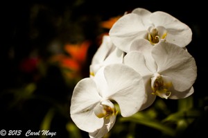 orchidplay for blog