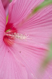 pink hybiscus flower