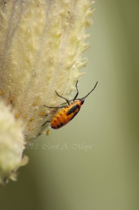 milkweed_bug
