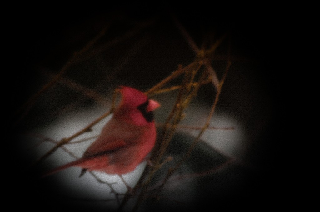 vignette_cardinal in tree in winter