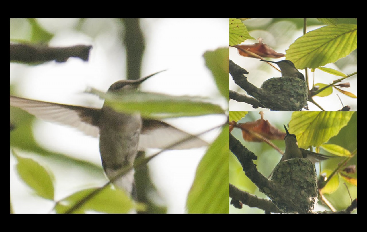 Hummingbird Nest Photos