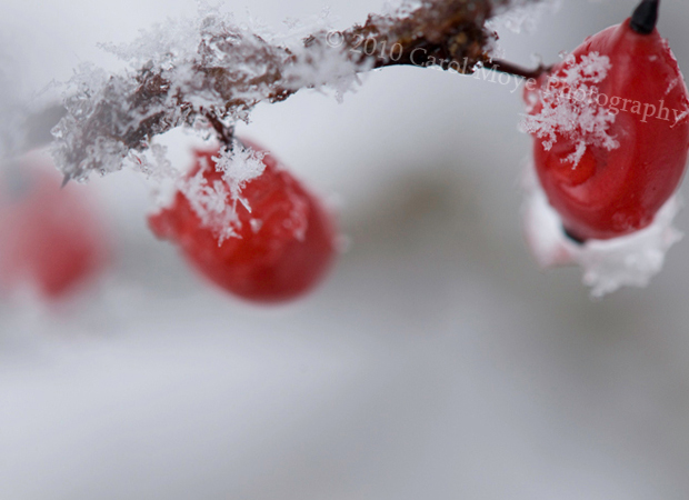 Close up image of berries in the snow